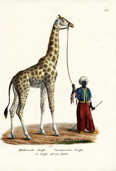 Giraffe by Karl Joseph Brodtmann